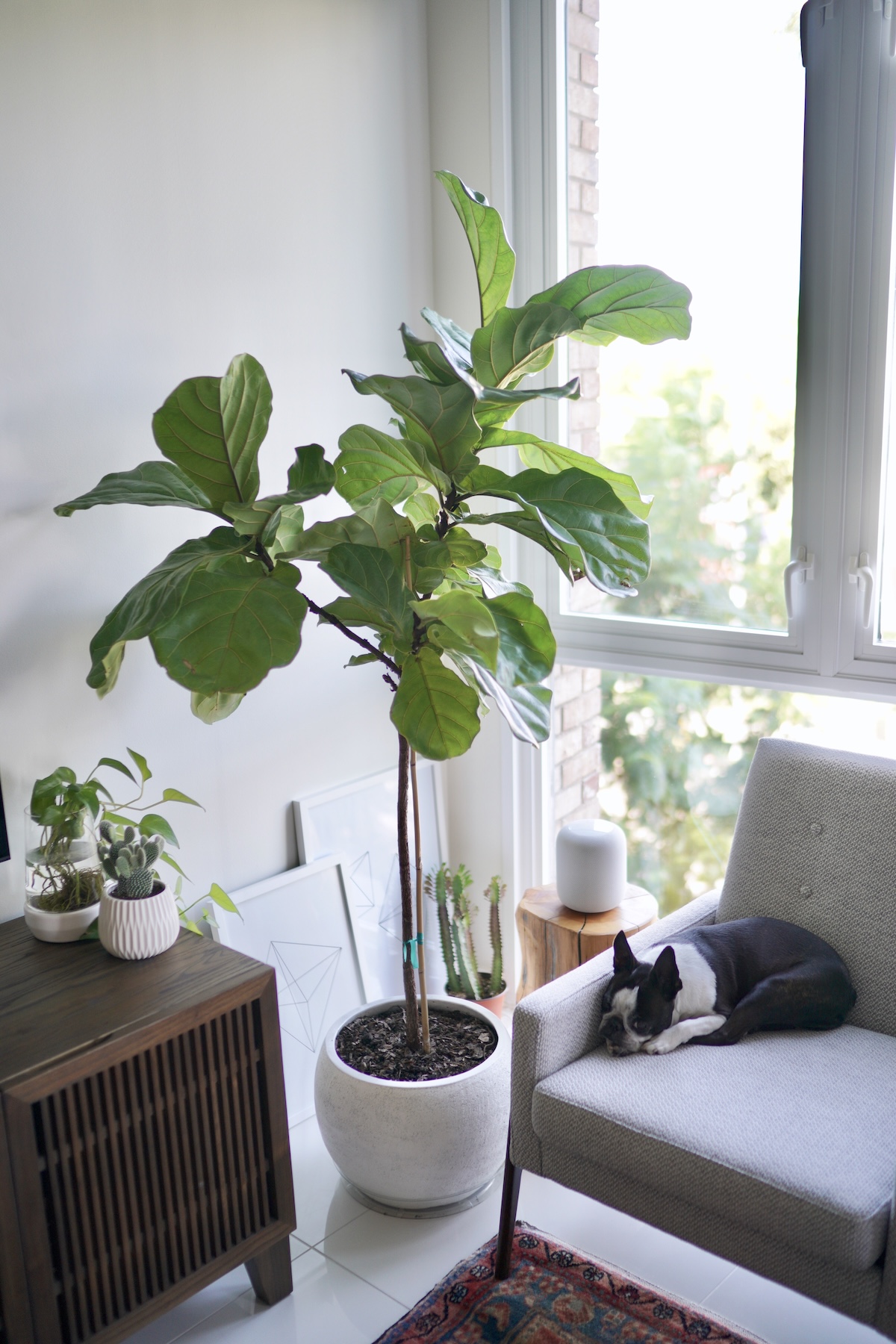 plant tall plants
